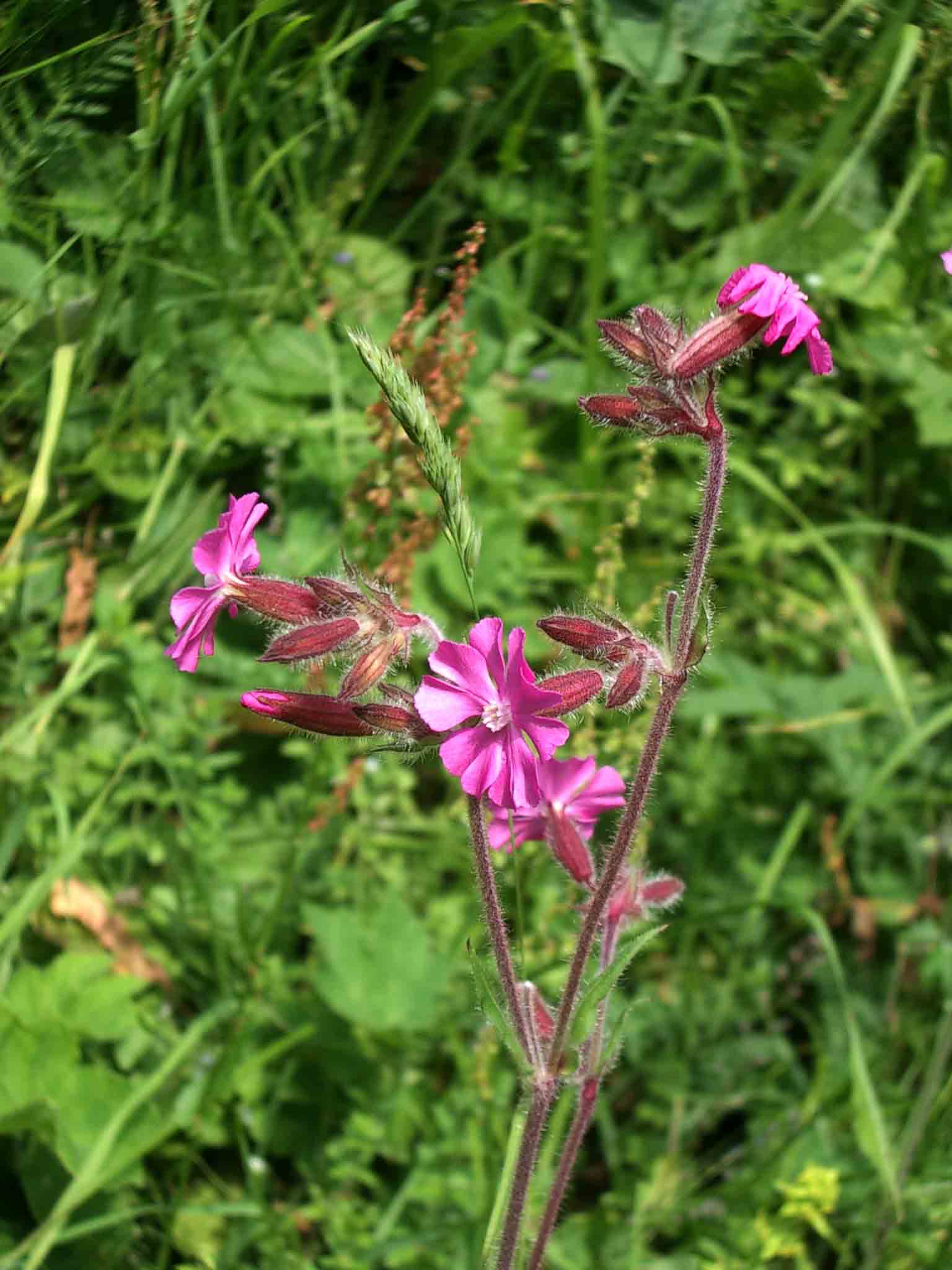 Silene dioica